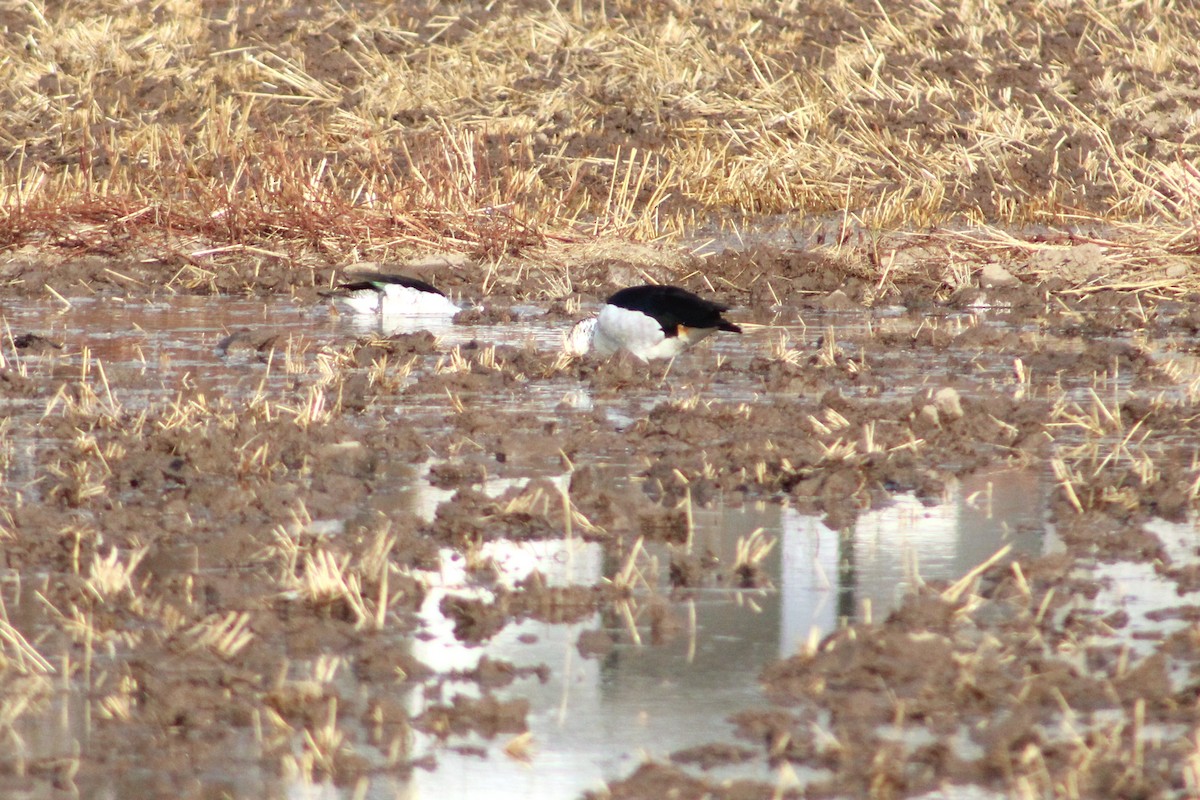 Knob-billed Duck - ML620431671