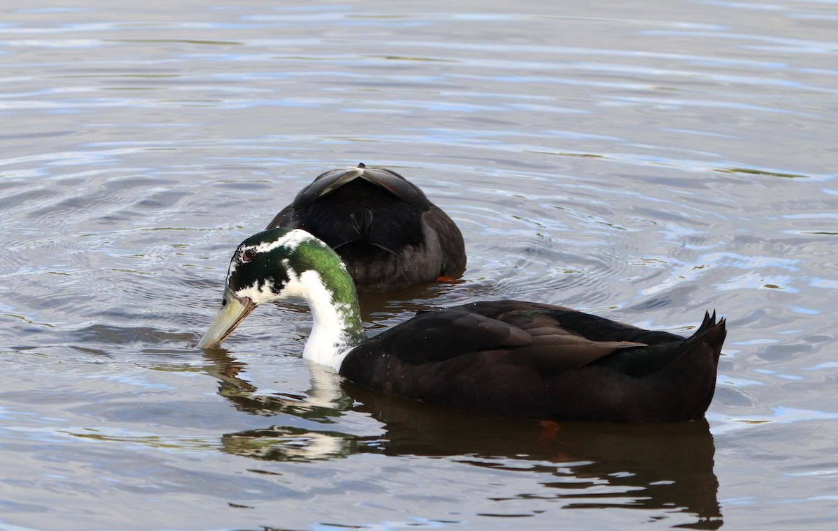 Mallard (Domestic type) - ML620431674