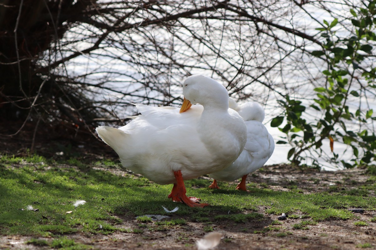 Canard colvert (forme domestique) - ML620431675