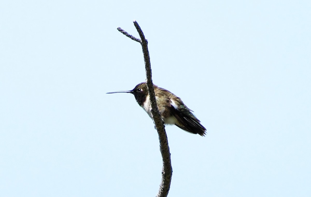 Black-chinned Hummingbird - ML620431676