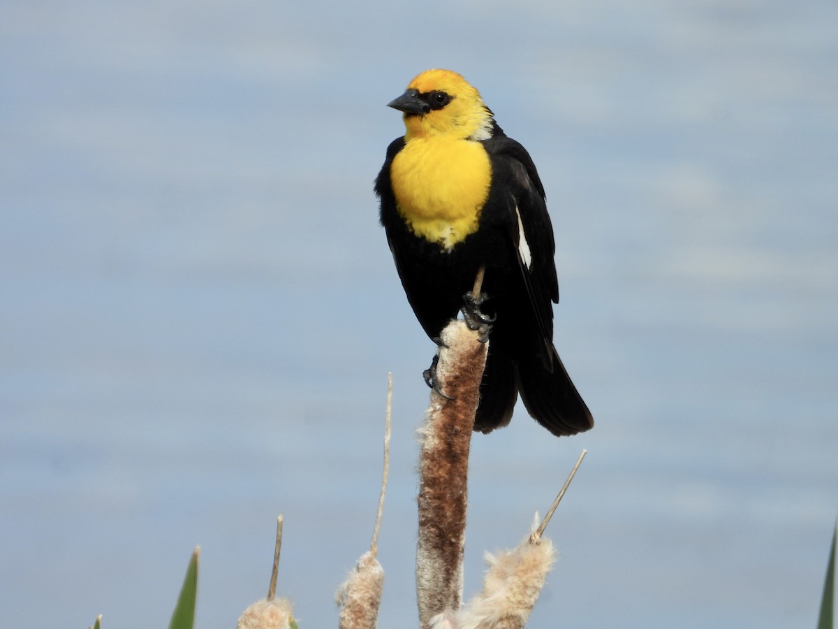 Yellow-headed Blackbird - ML620431677