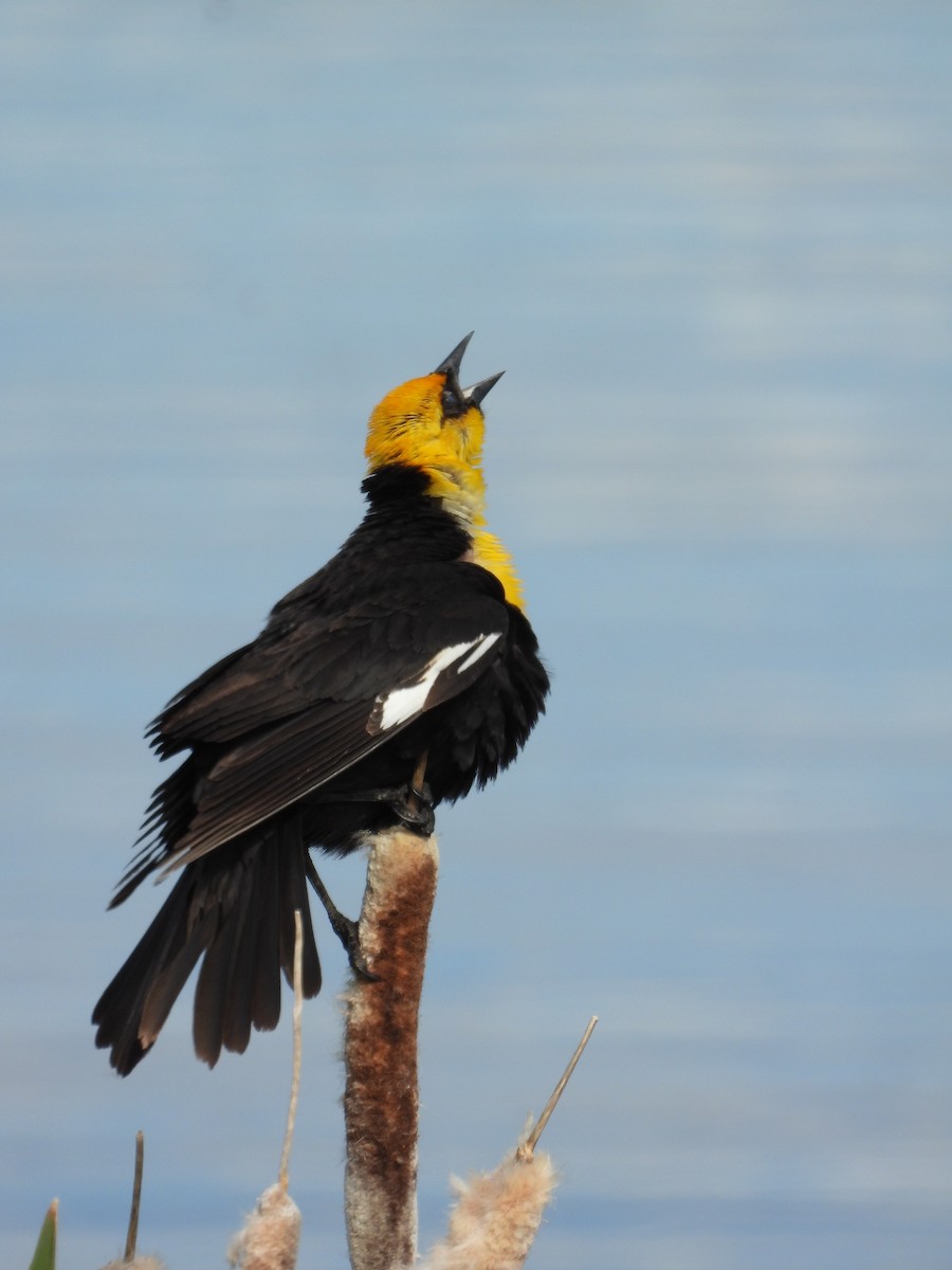 Yellow-headed Blackbird - ML620431678