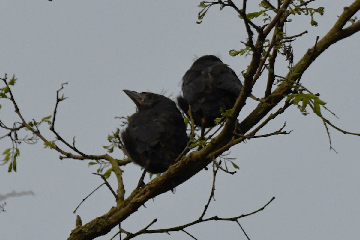 Common Grackle - ML620431679