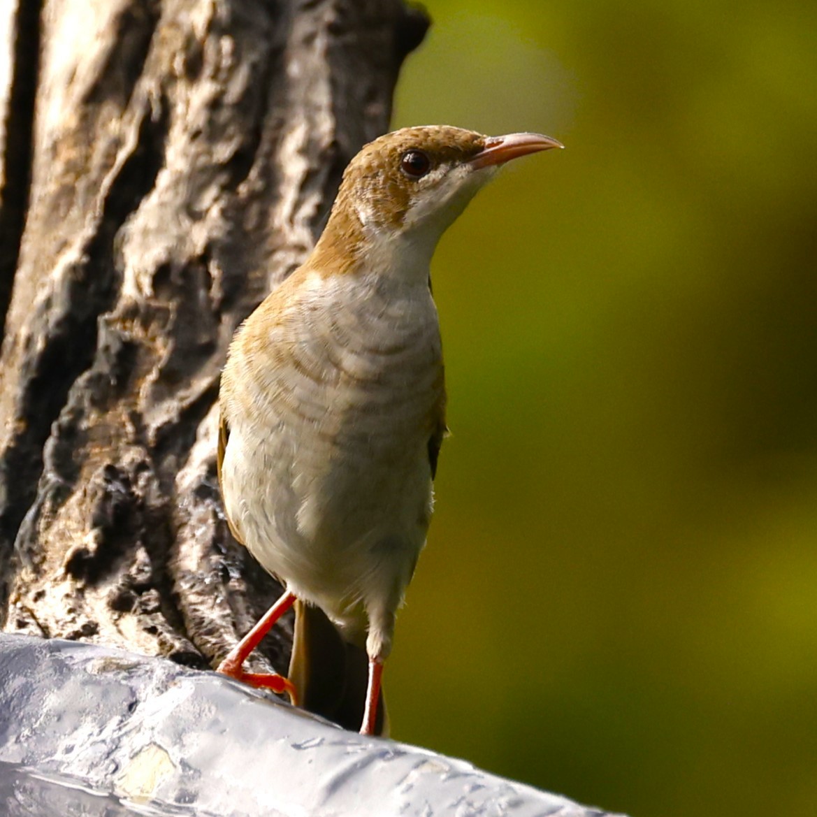 Brown-backed Honeyeater - ML620431680