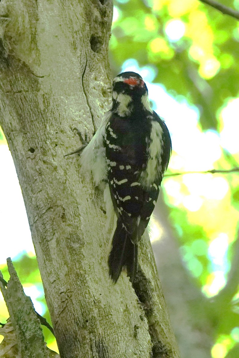 Hairy Woodpecker - ML620431682