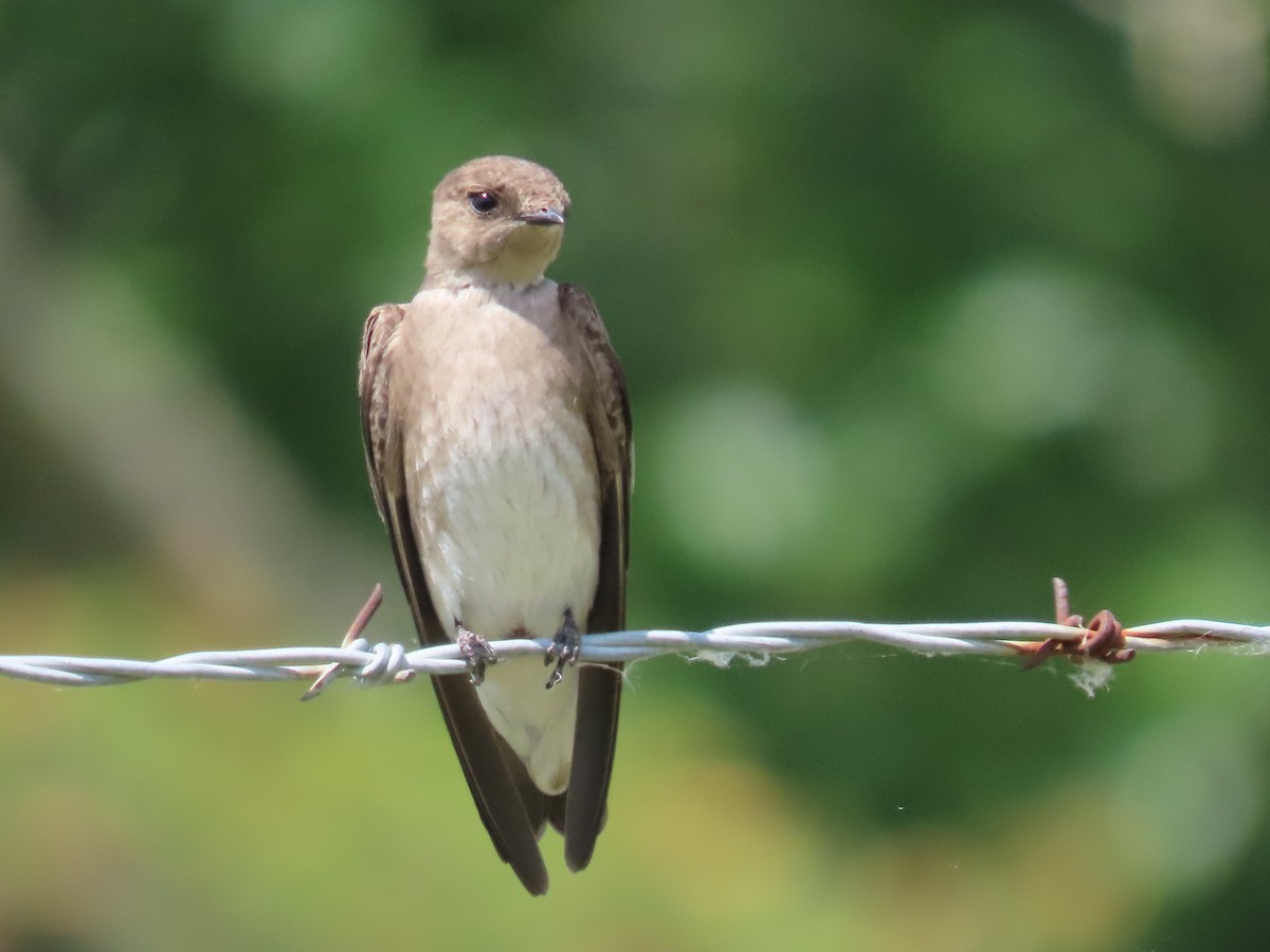 Northern Rough-winged Swallow - ML620431684