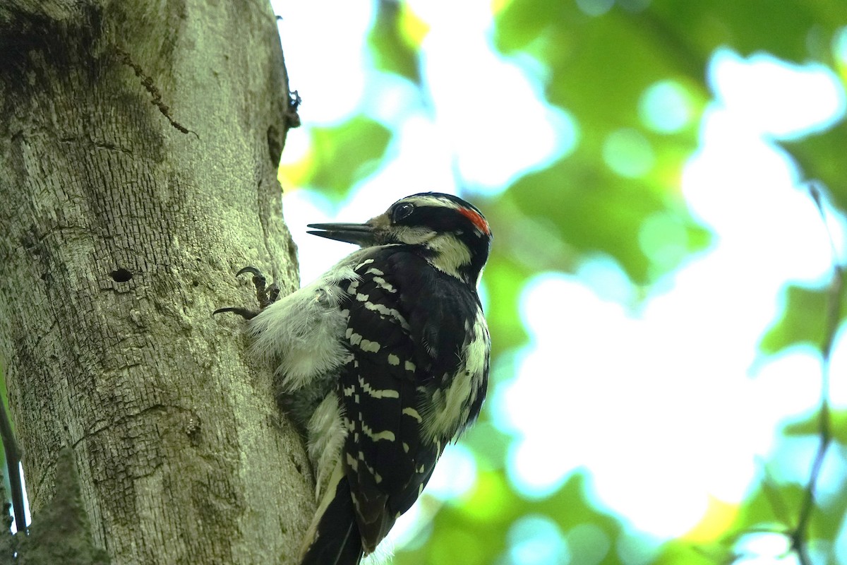 Hairy Woodpecker - Judy Dunn