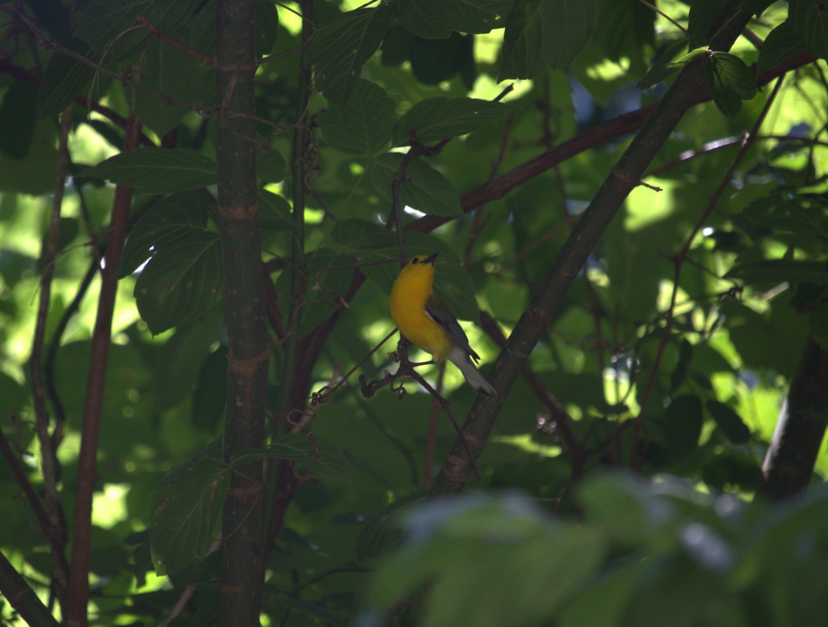 Prothonotary Warbler - ML620431689