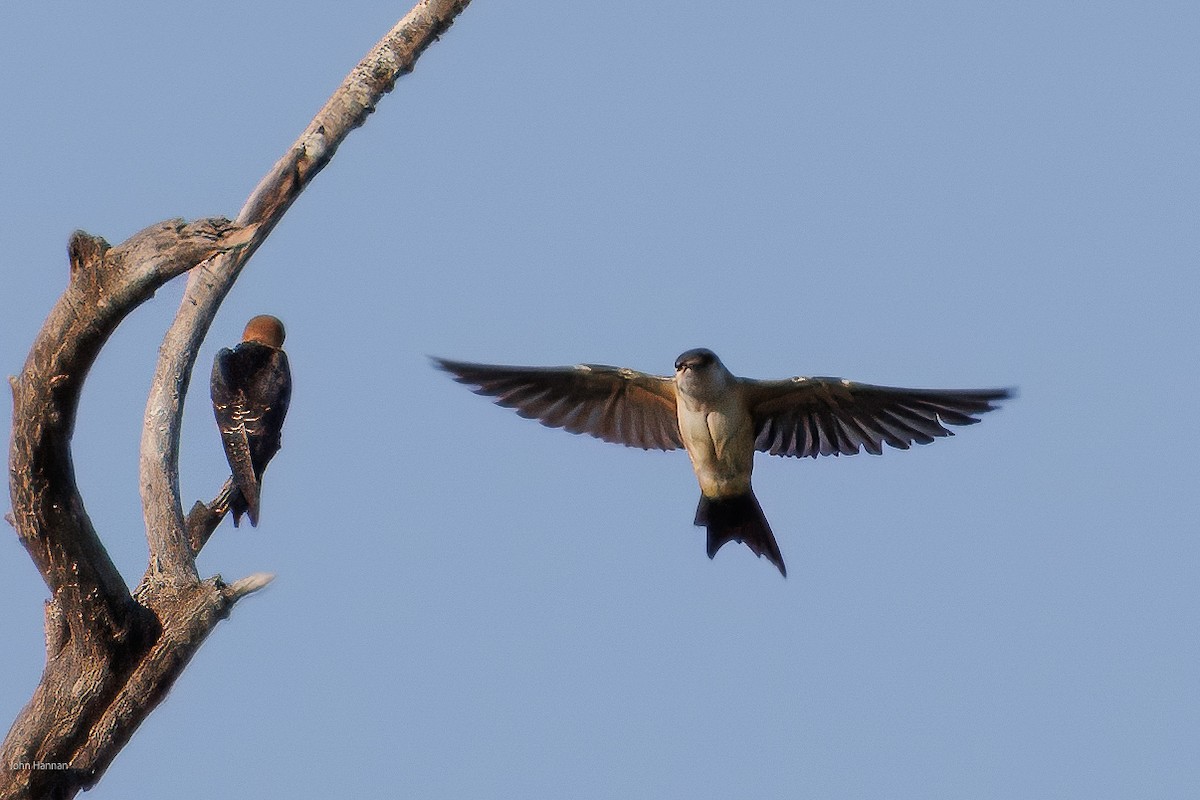 Red-rumped Swallow - ML620431690