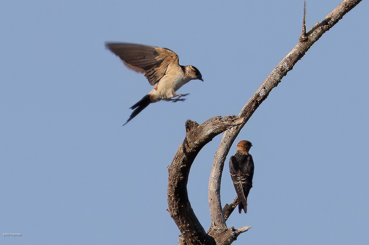 Red-rumped Swallow - ML620431692