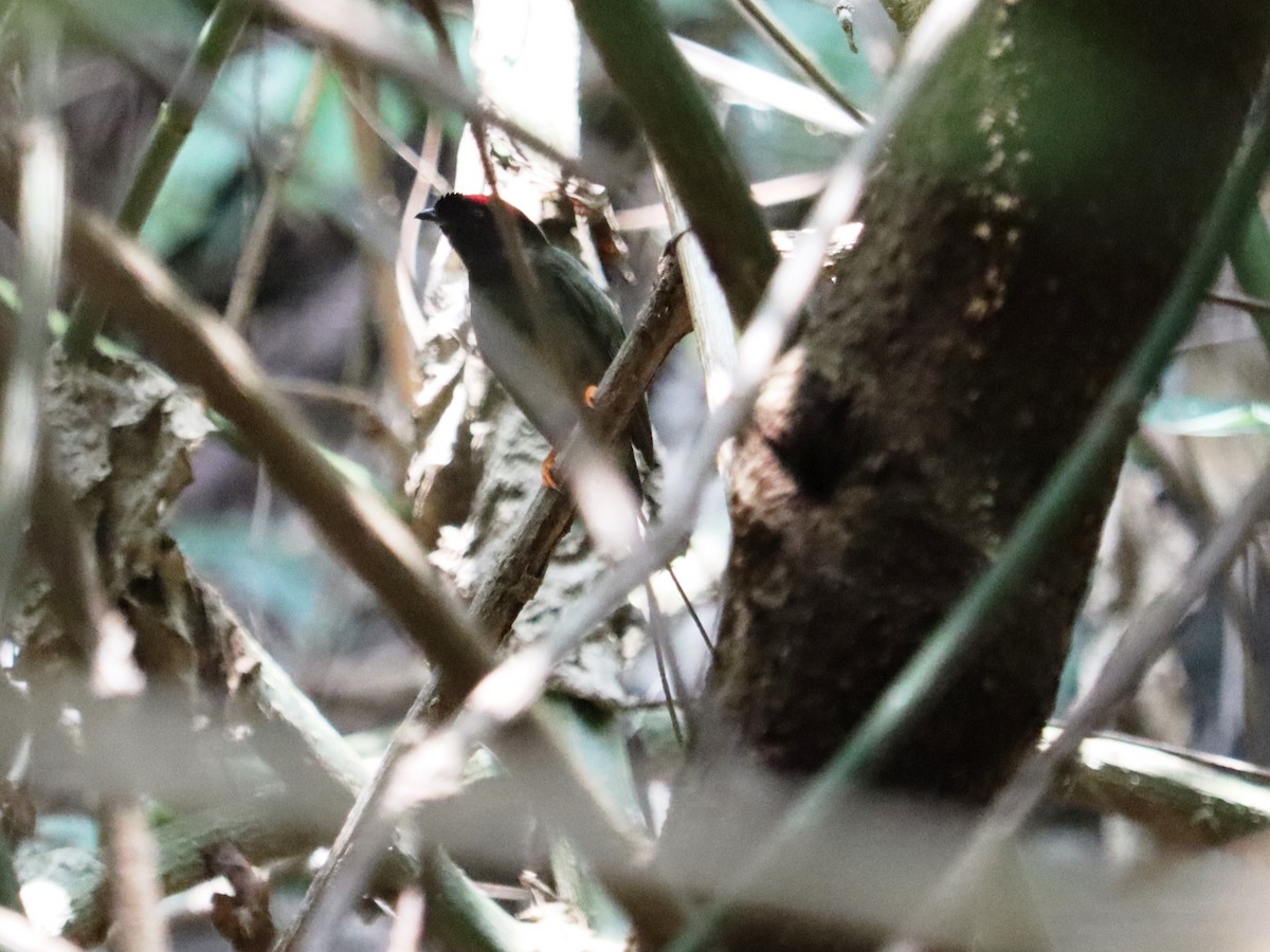 Long-tailed Manakin - ML620431694