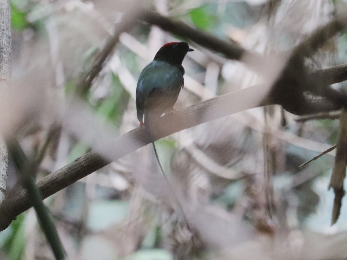 Long-tailed Manakin - ML620431695