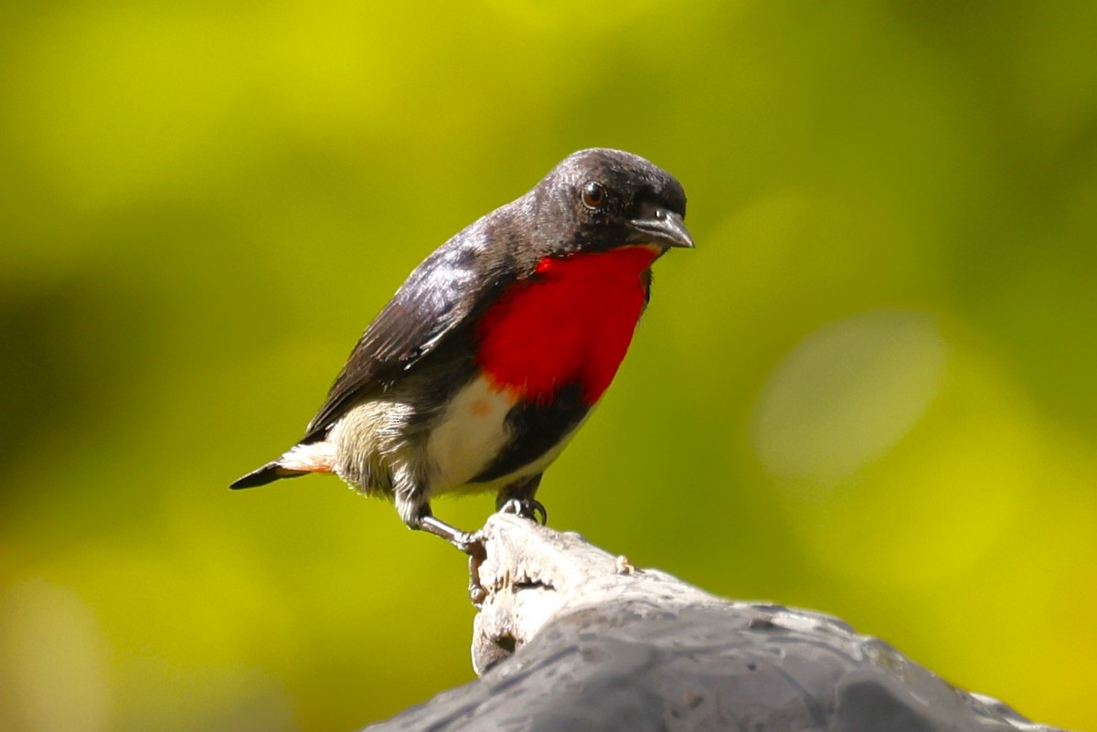 Picaflores Golondrina - ML620431700