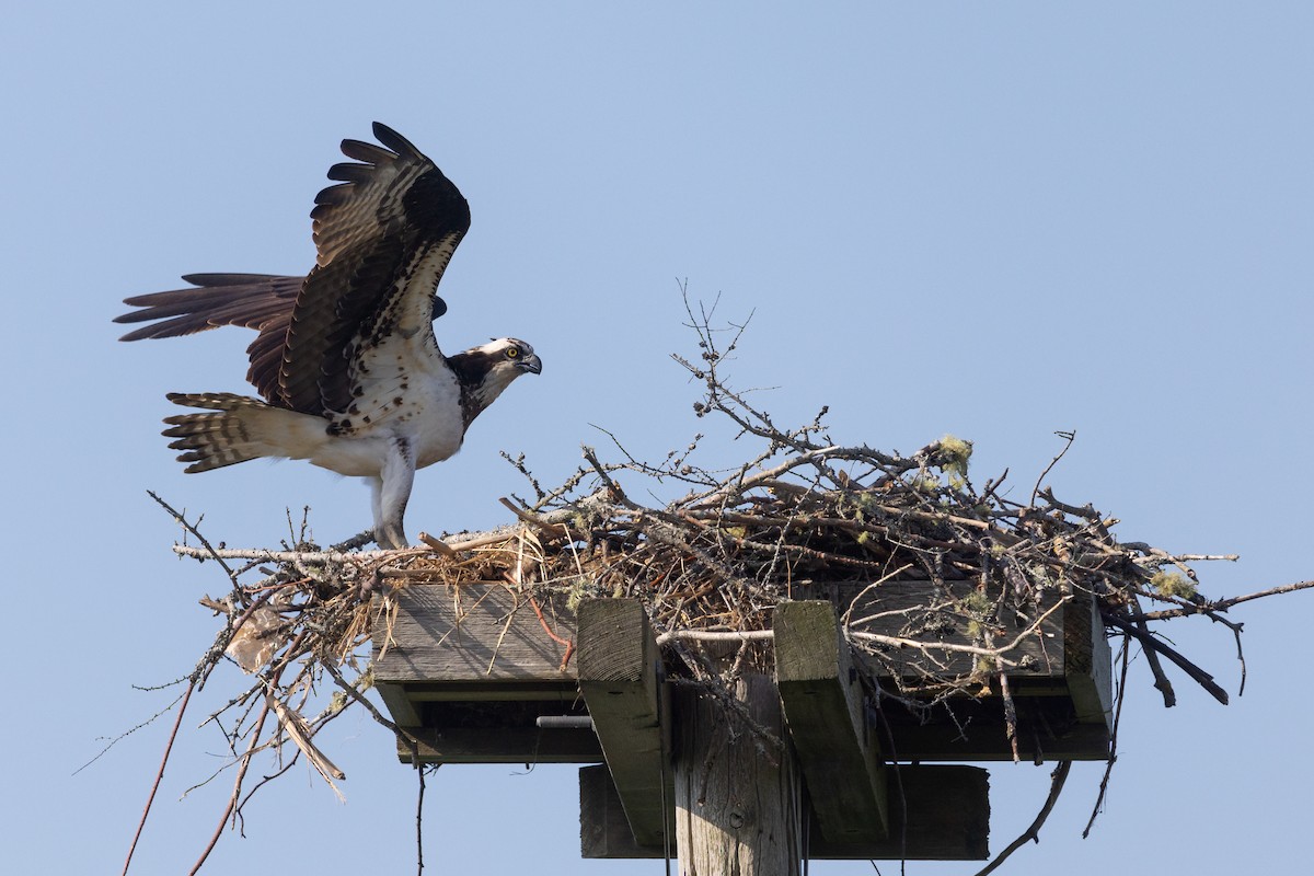 Osprey - ML620431704