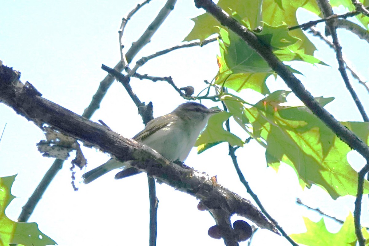 Kızıl Gözlü Vireo - ML620431706