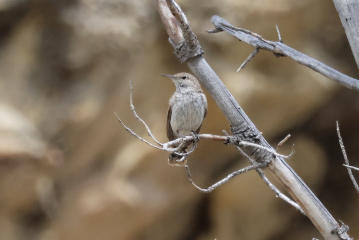 Rock Wren - ML620431707