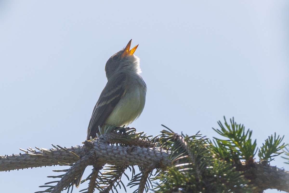 Willow Flycatcher - ML620431709