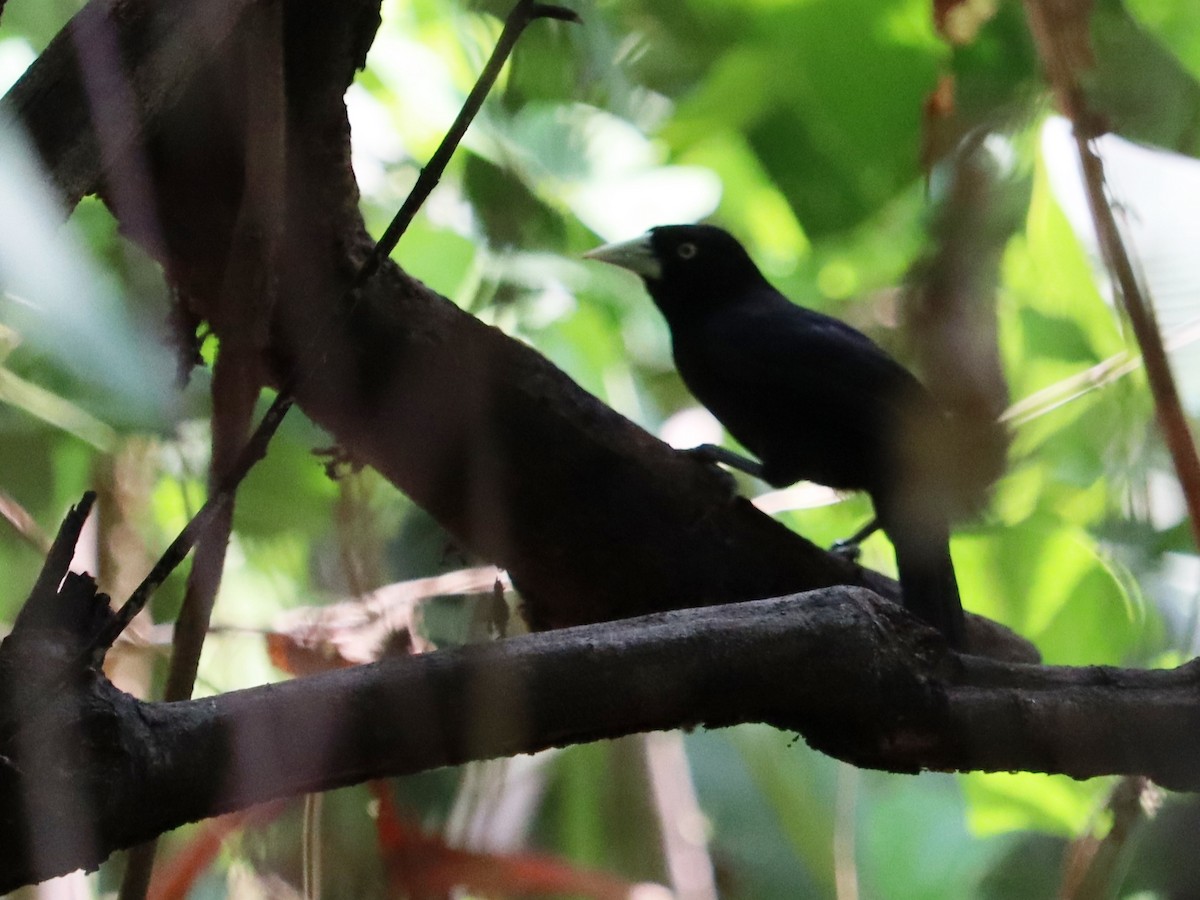 Yellow-billed Cacique - ML620431714