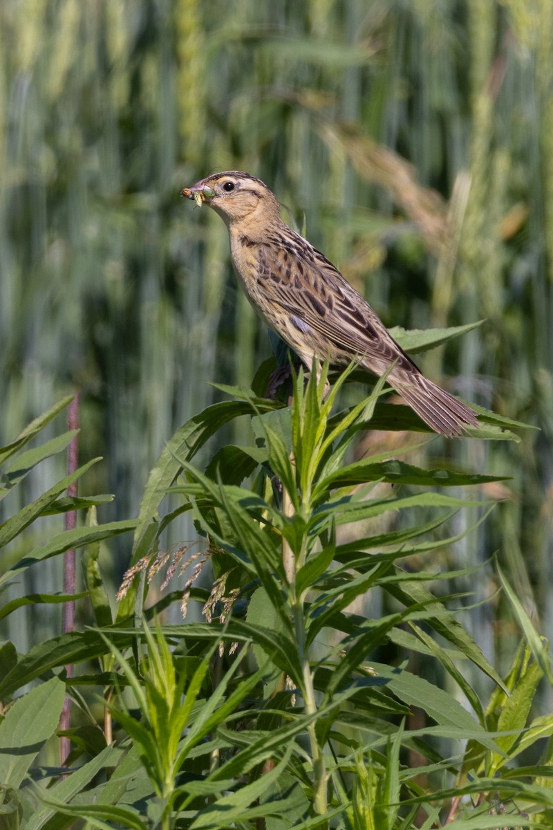 Bobolink - Lyall Bouchard