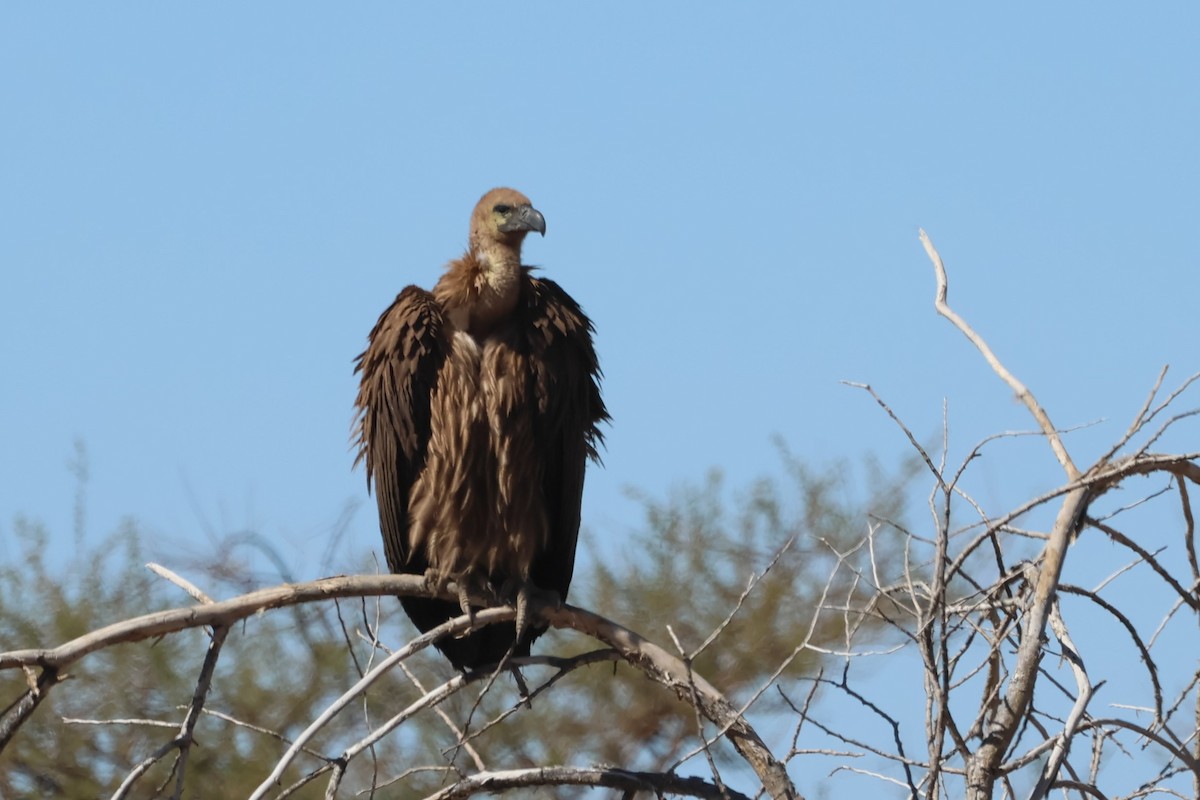 White-backed Vulture - ML620431723