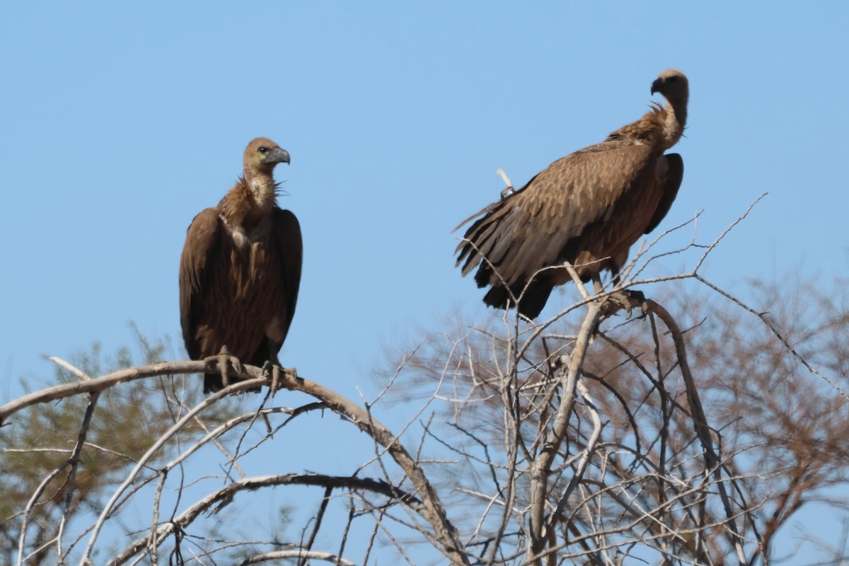 White-backed Vulture - ML620431724