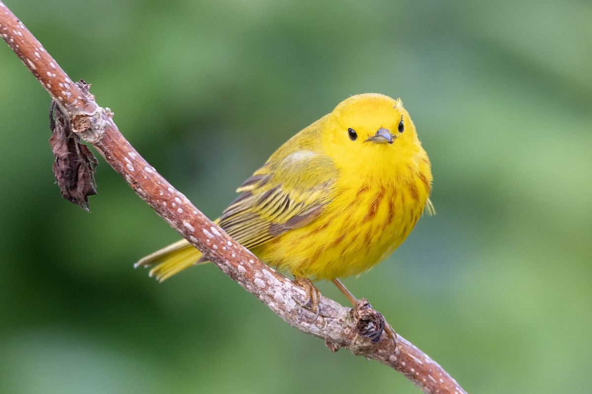 Yellow Warbler - ML620431731