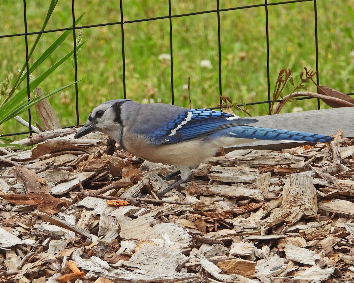 Blue Jay - ML620431734