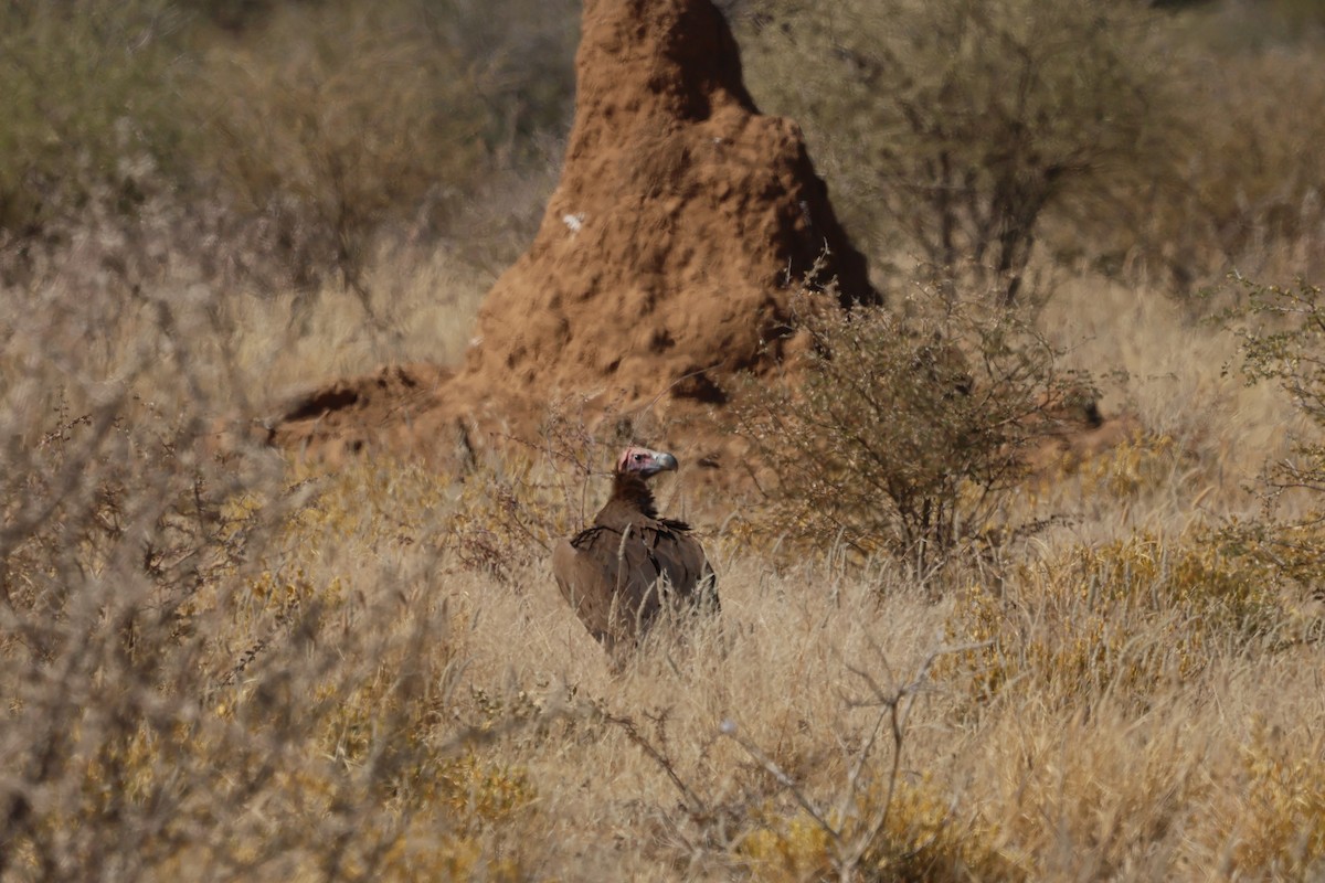 Lappet-faced Vulture - ML620431735