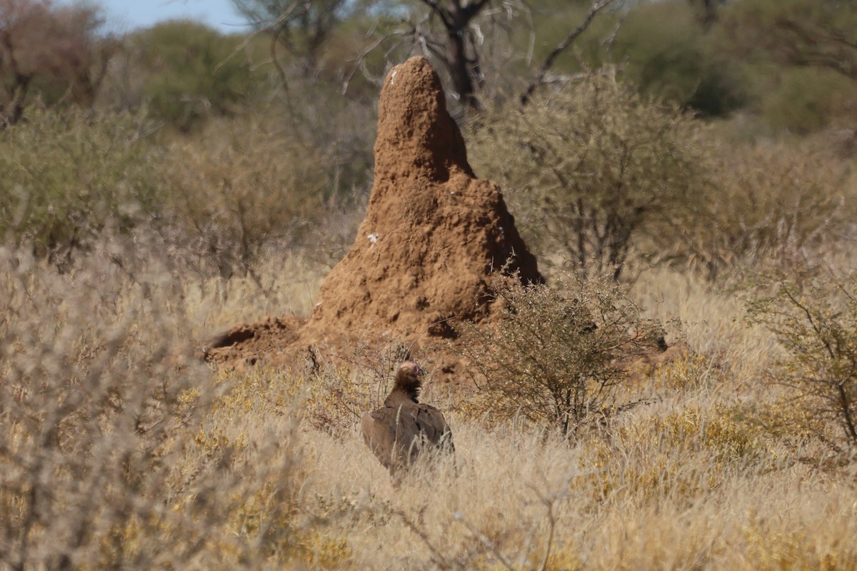 Lappet-faced Vulture - ML620431736