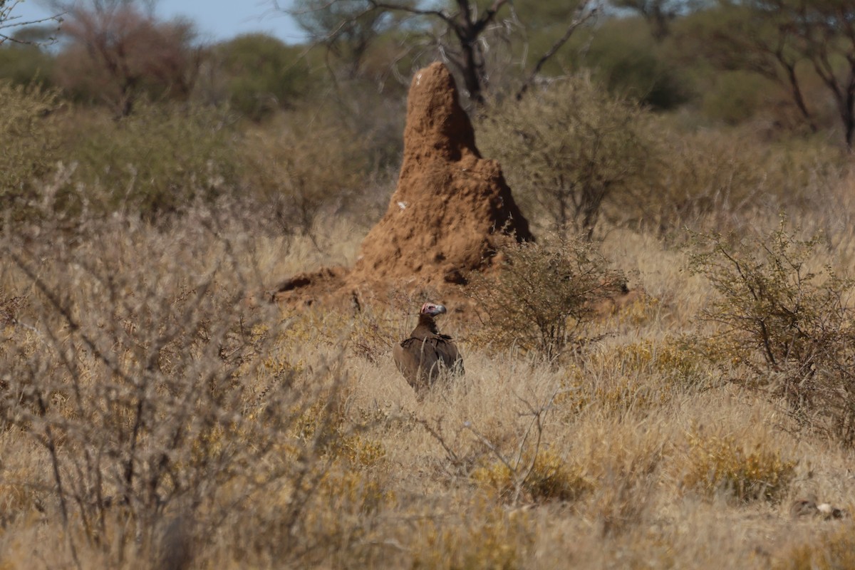 Lappet-faced Vulture - ML620431737