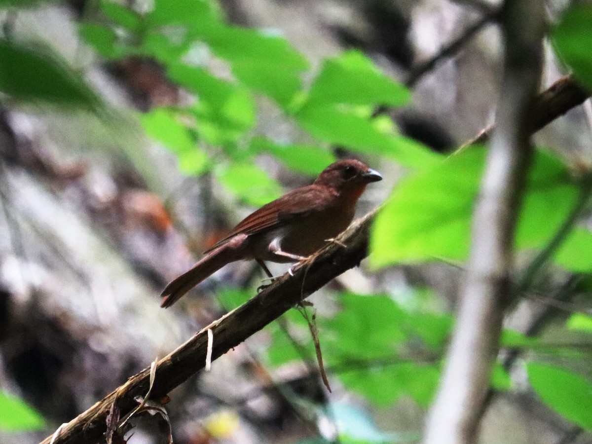 Red-crowned Ant-Tanager - ML620431739