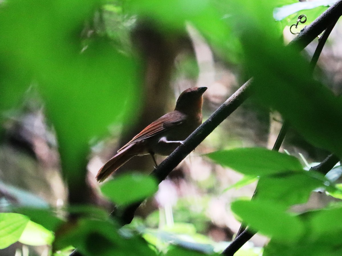 Red-crowned Ant-Tanager - ML620431740