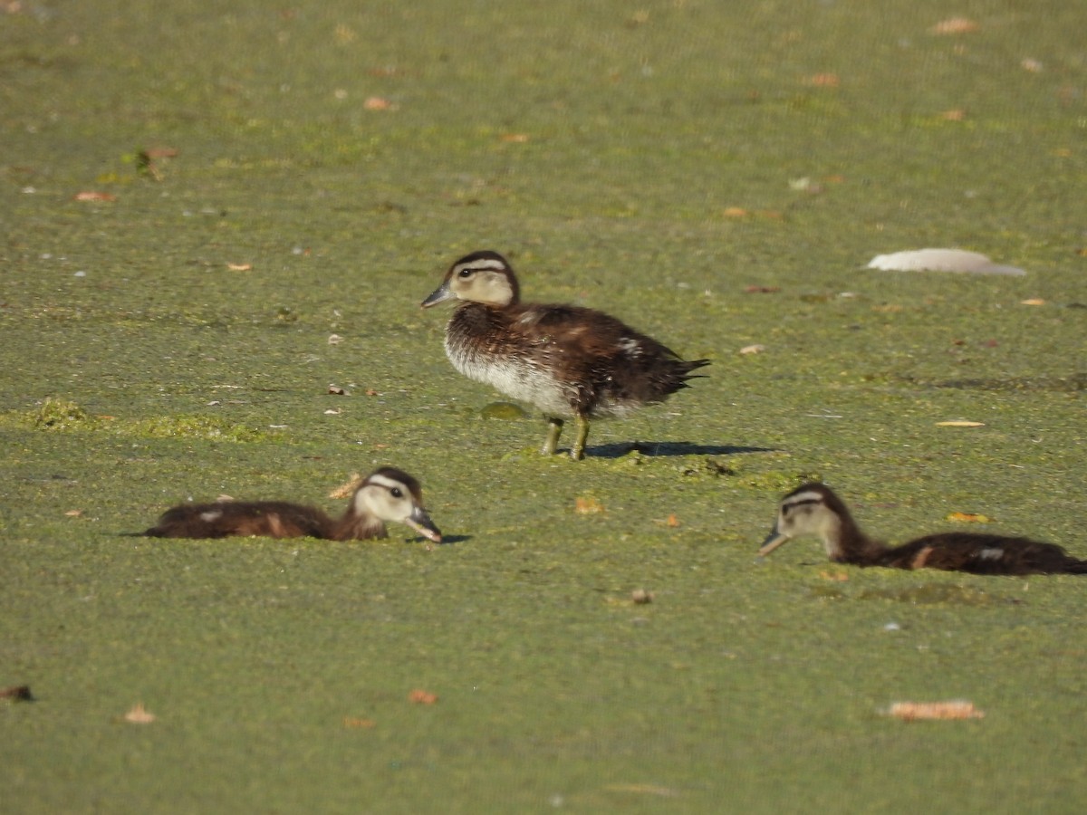 Canard branchu - ML620431743