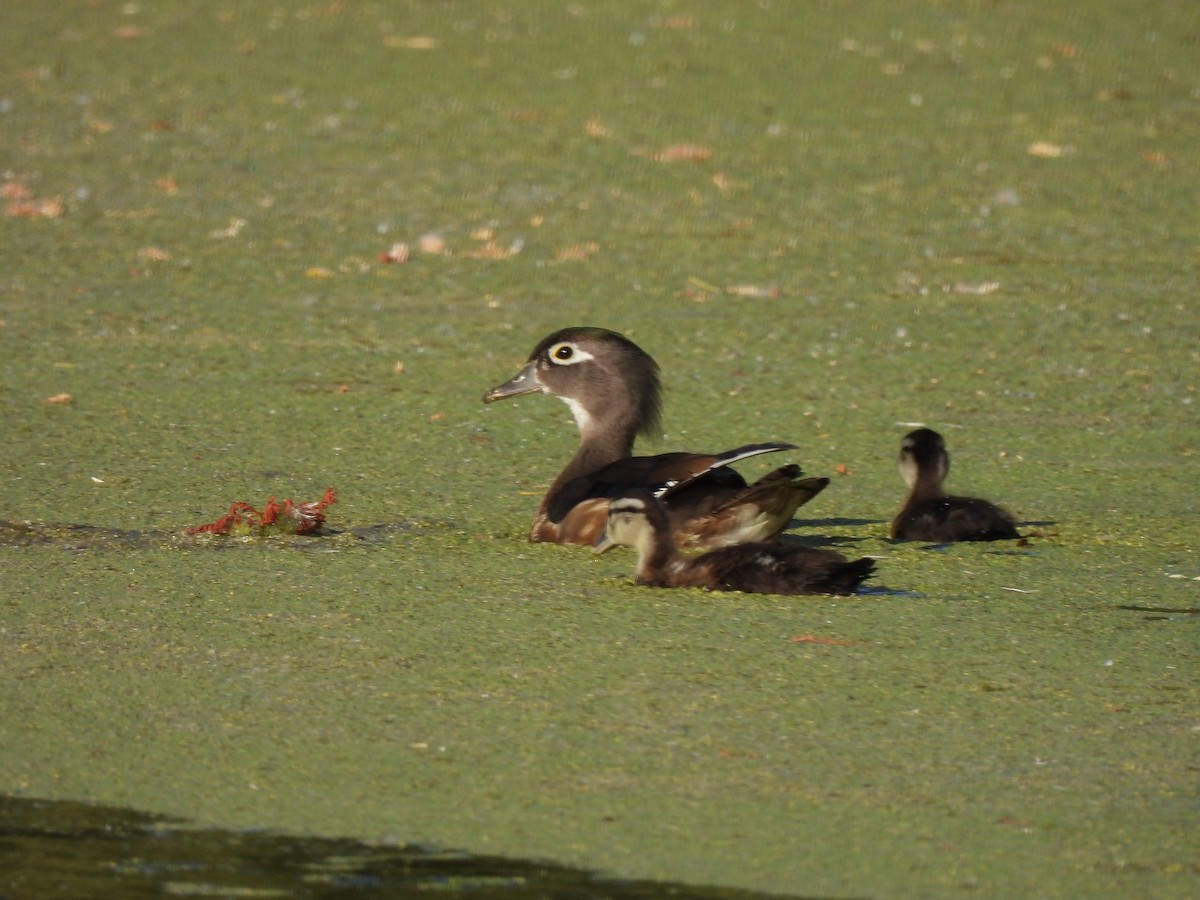 Wood Duck - ML620431744