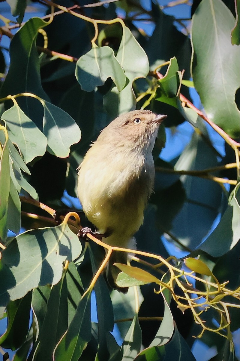 Weebill - ML620431746