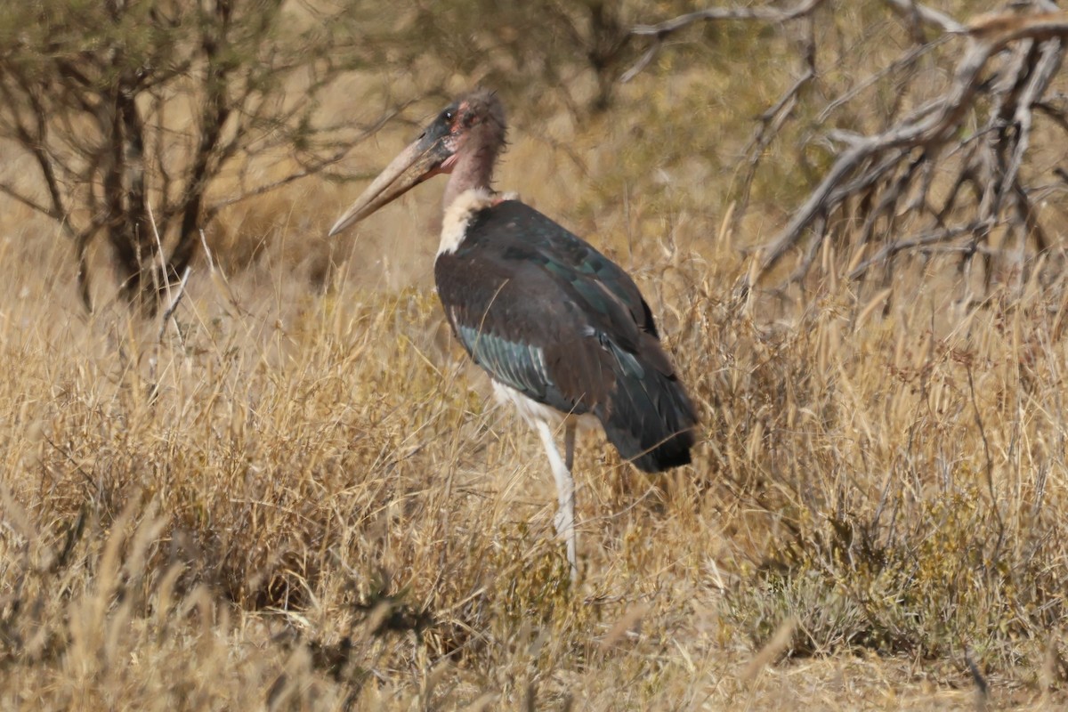 Marabou Stork - ML620431748