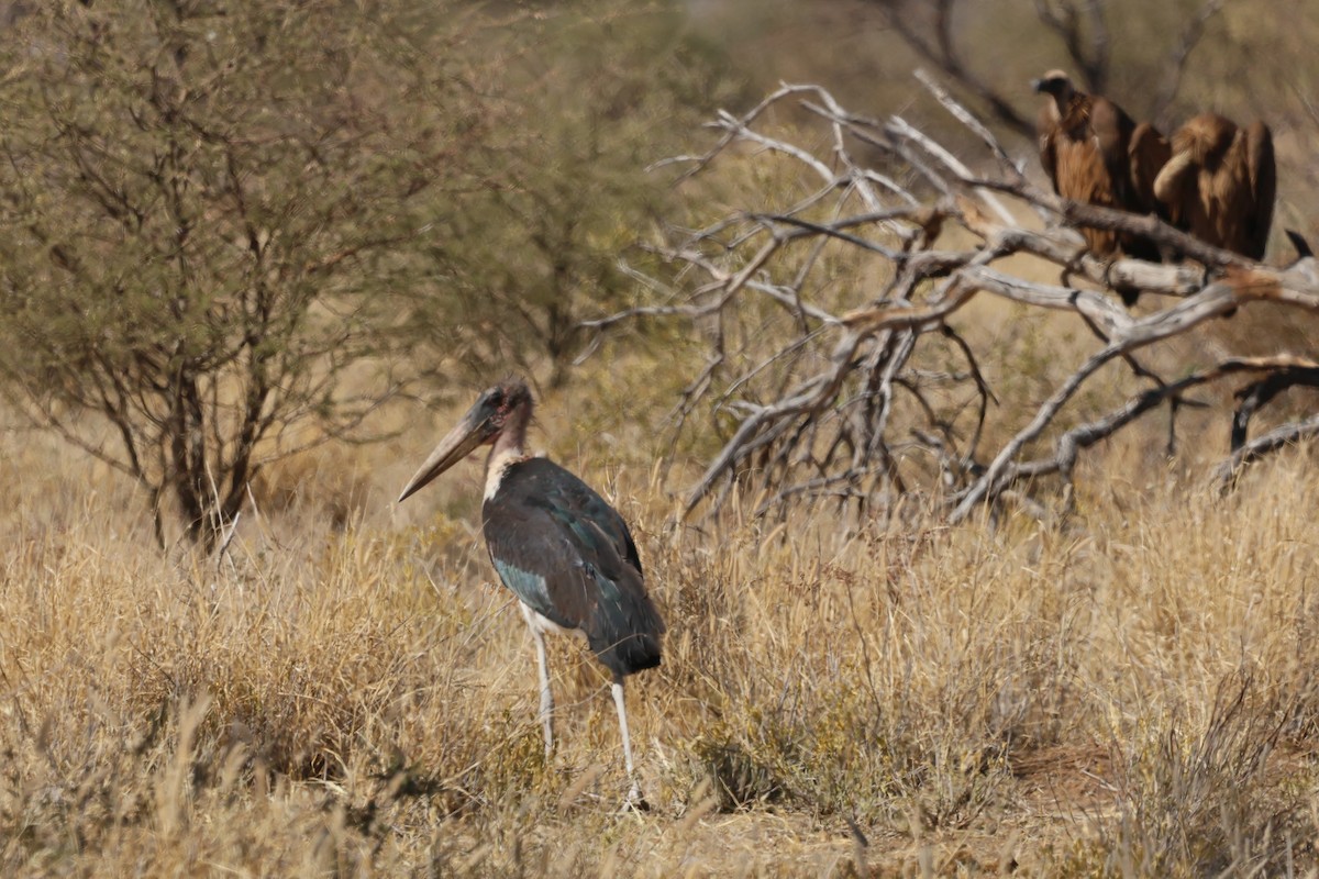 Marabou Stork - ML620431749