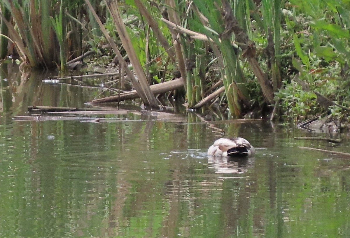 Canard colvert - ML620431753