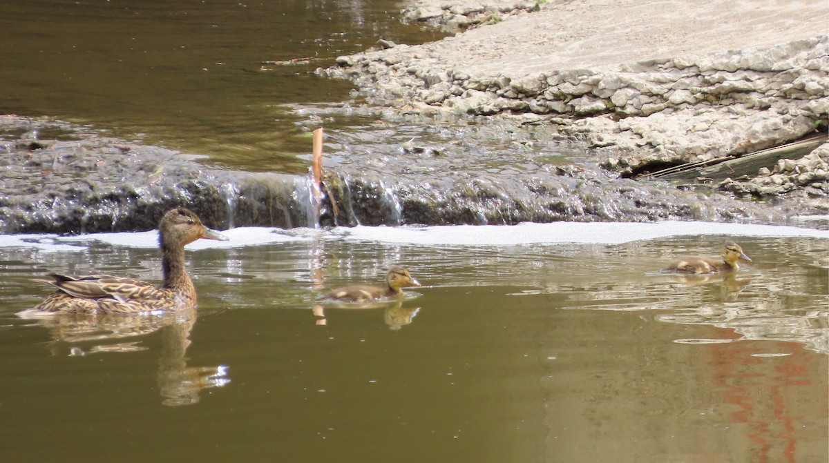 Canard colvert - ML620431754