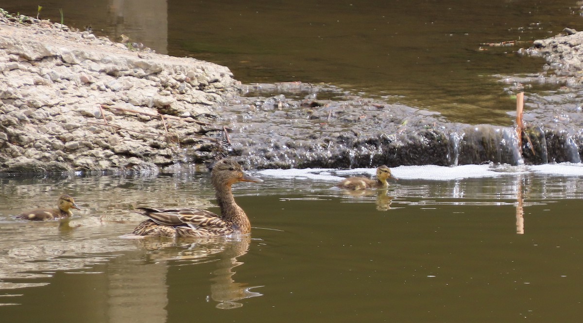 Canard colvert - ML620431755