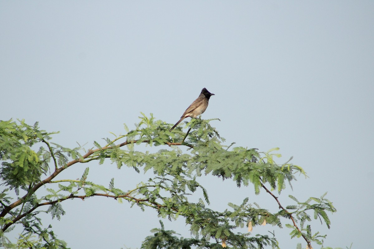 Red-vented Bulbul - ML620431756