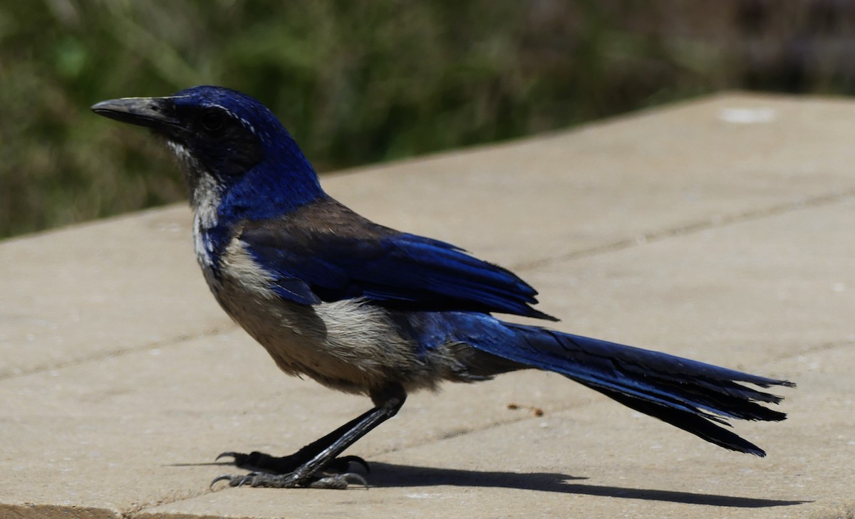 Island Scrub-Jay - ML620431757