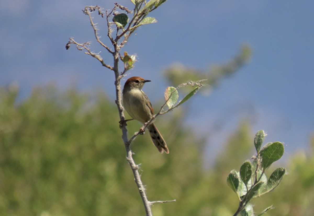 Levaillant's Cisticola - ML620431758