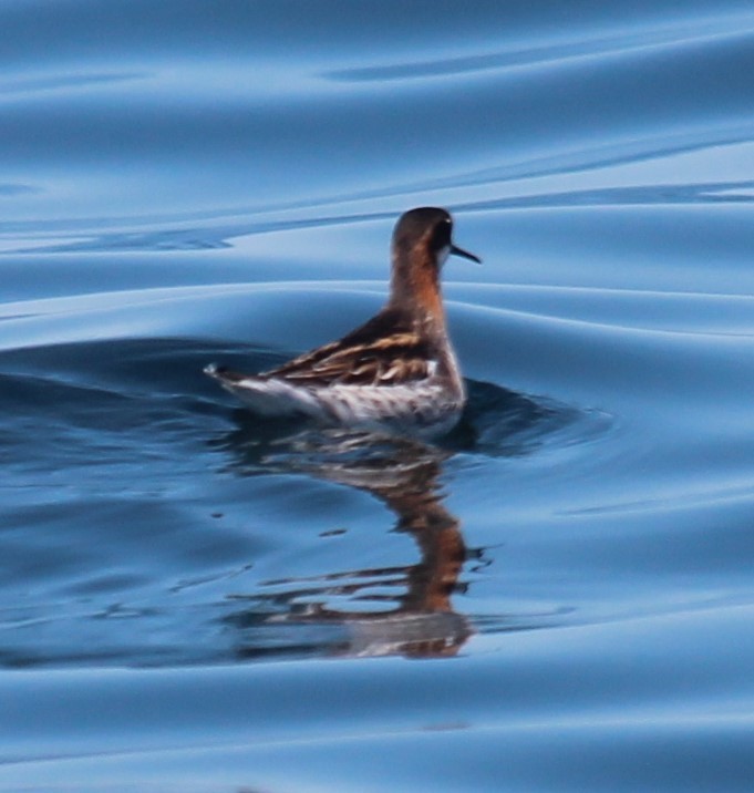 Red-necked Phalarope - ML620431760