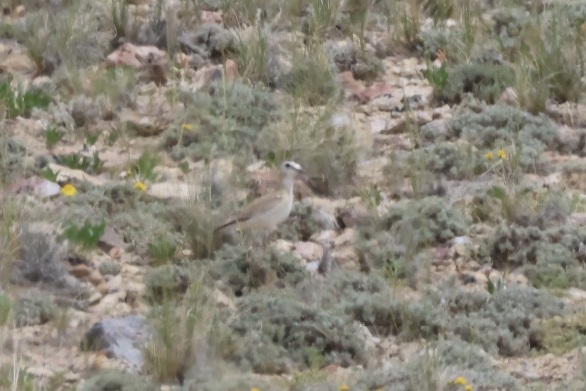 Mountain Plover - Pete Fenner