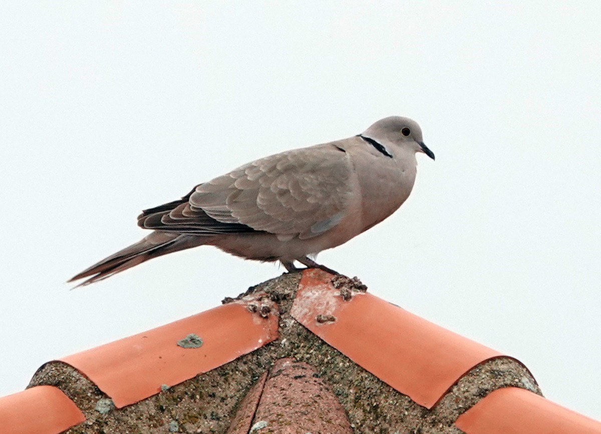 Eurasian Collared-Dove - ML620431767