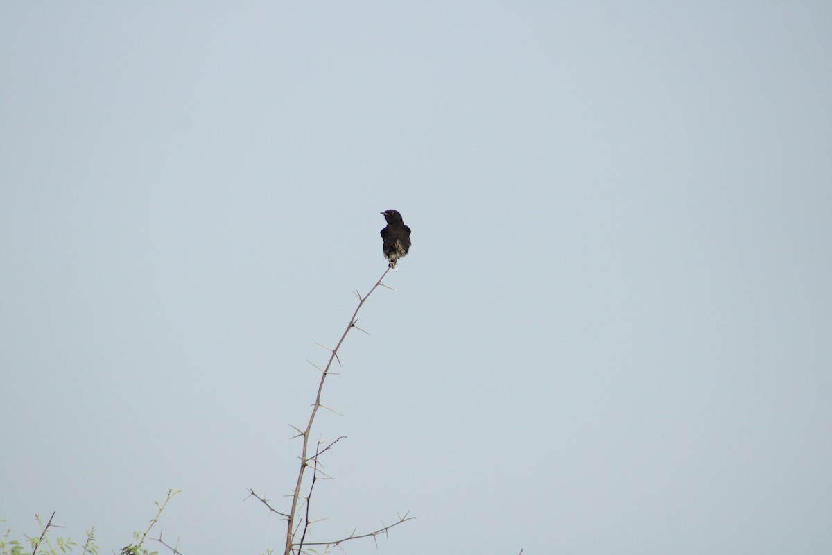 Pied Bushchat - ML620431768