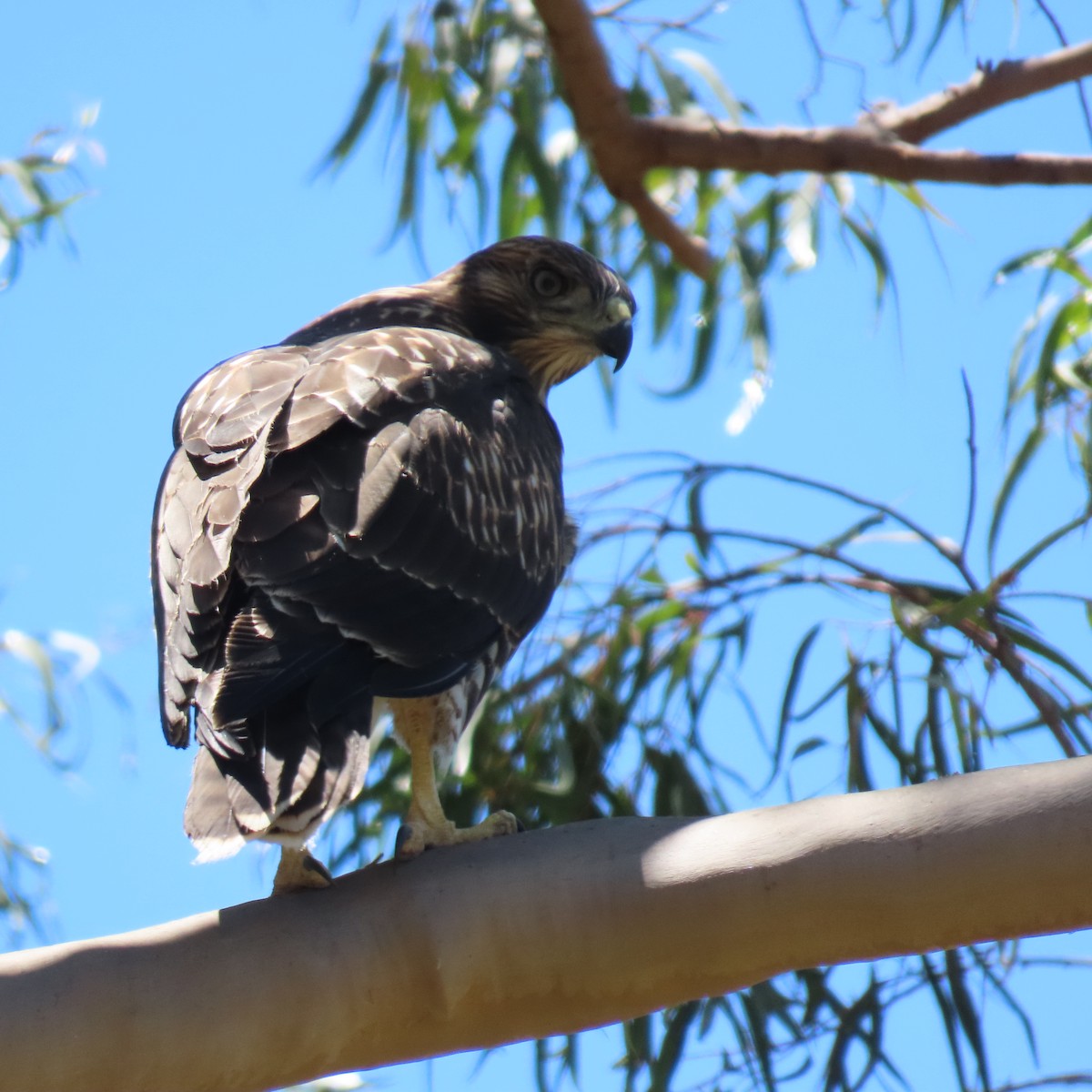 Red-tailed Hawk - ML620431773