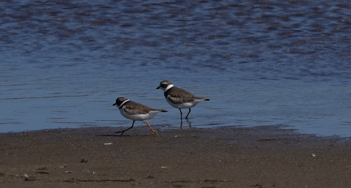 Semipalmated Plover - ML620431778