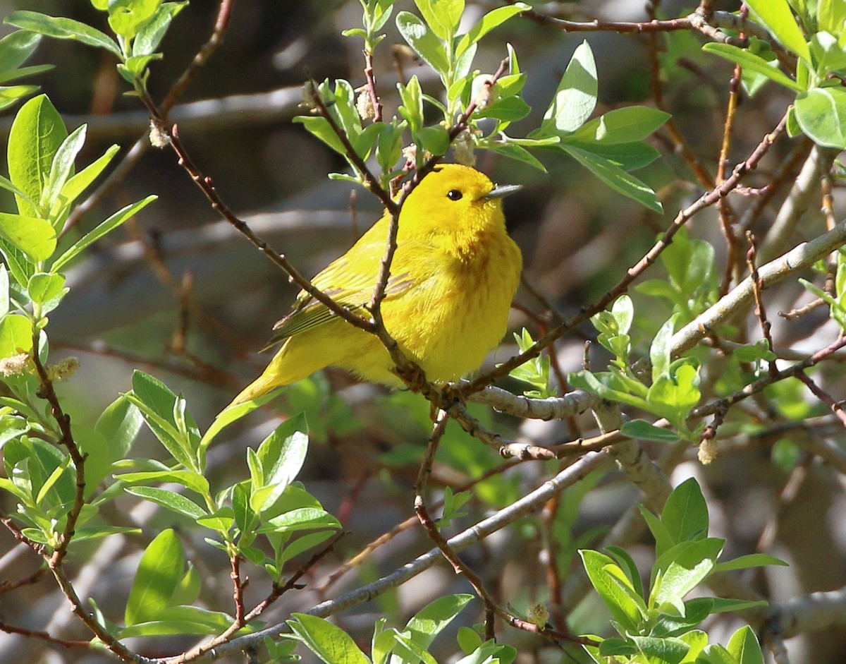 Yellow Warbler - ML620431783